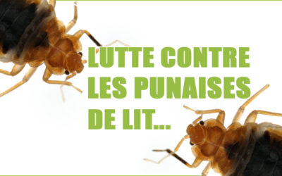 LA LUTTE CONTRE LES PUNAISES DE LIT