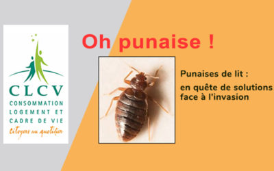 Punaises de lit : en quête de solutions face à l’invasion